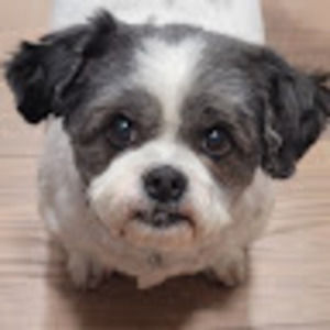 Meet your Posher, Janette l